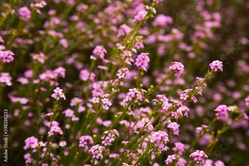 confetti bush little pink flowers coleonema pulchellum outdoors photo