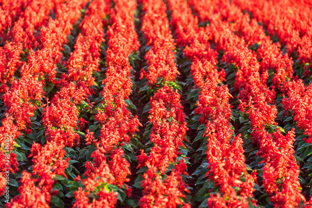 Red salvia flower growing in garden at morning sunrise. Red salvia flower growing in garden at morning sunrise.