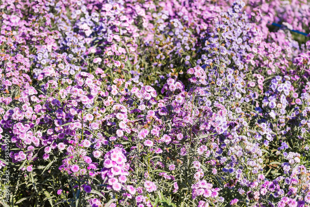 Violet and pink margaret flowers blooming in garden. Close-up beautiful and fresh margaret flowers in natural light. Selective focused Violet and pink margaret flowers blooming in garden. Close-up beautiful and fresh margaret flowers in natural light. Selective focused