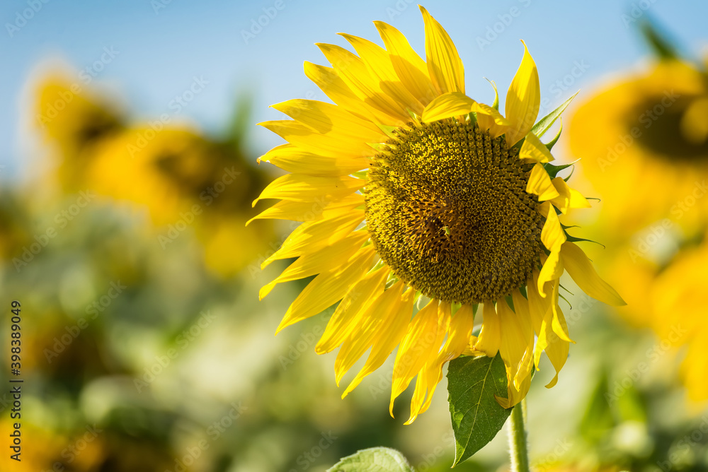 Yellow sunflower in nature garden at thailand. Yellow sunflower in nature garden at thailand.