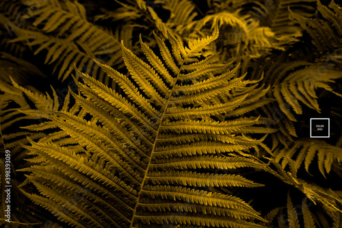Color of the year 2021 trendy fern leaves