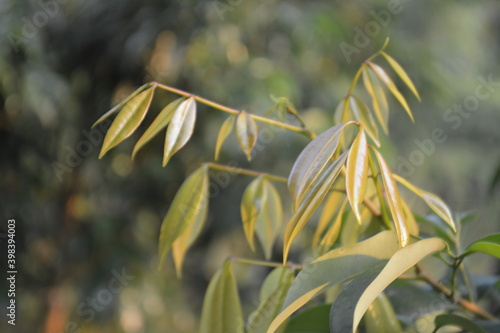 New Lychee Leaves © Rabbani
