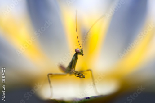 Tiny praying mantis resting on a flower. Macro photography.