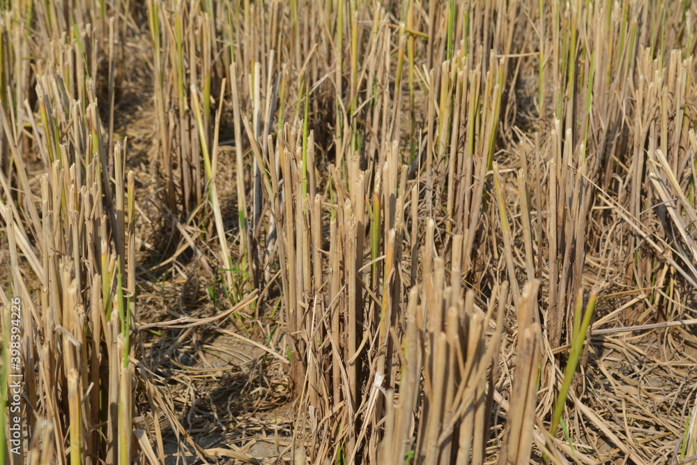 Obraz premium Paddy Field after cutting rice