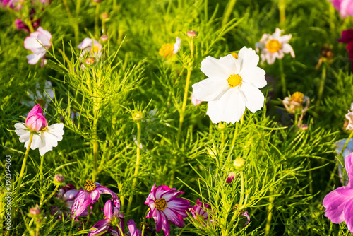 Beautiful Cosmos Winter Flower.Sweet pink cosmos flower on green nature background selective focus.