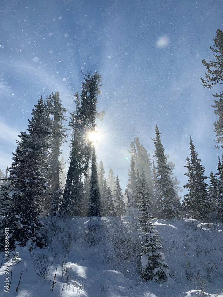 snow covered trees snow covered trees