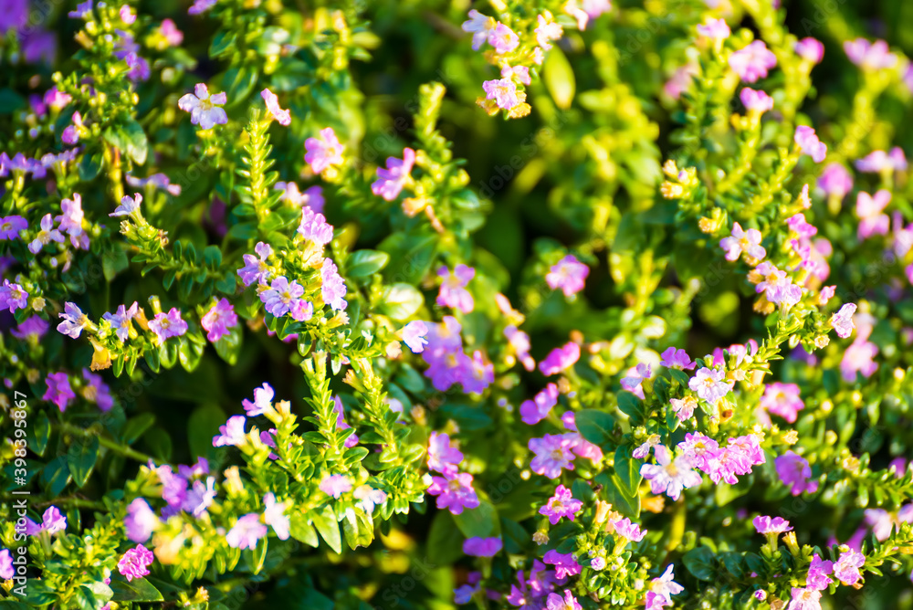 Obraz premium A beauty flower on green nature background,selective focus.