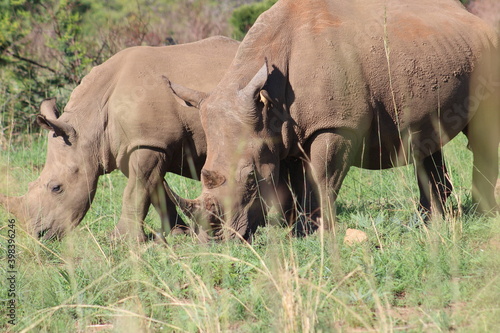  Photos taken in Pilanesberg national park  South Africa