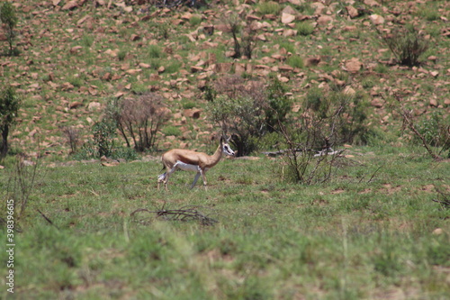 Fototapeta Naklejka Na Ścianę i Meble -   Photos taken in Pilanesberg national park, South Africa