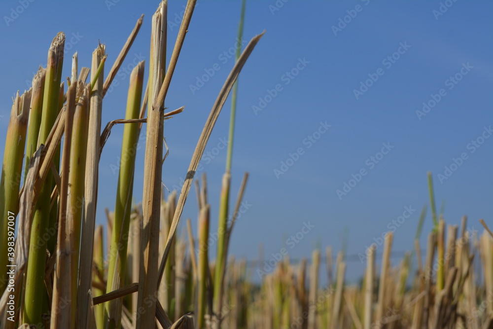 Rice field after cutting paddy Rice field after cutting paddy