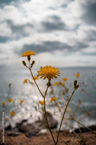 Flores amarillas con mar de fondo photo