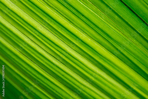 abstract texture of green leaf