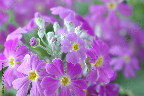 サクラソウ（Primrose）