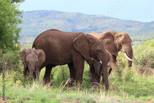 Canvas Print Photos taken in Pilanesberg national park, South Africa