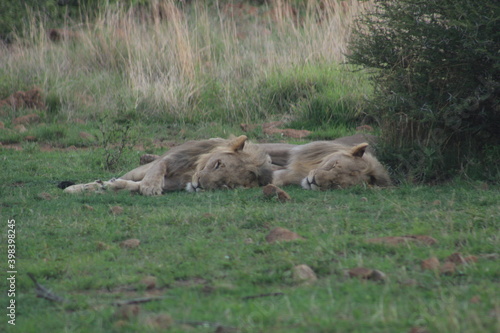 Photos taken in Pilanesberg national park  South Africa