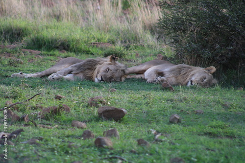 Photos taken in Pilanesberg national park, South Africa