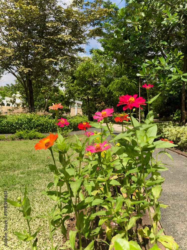 flowers in the park