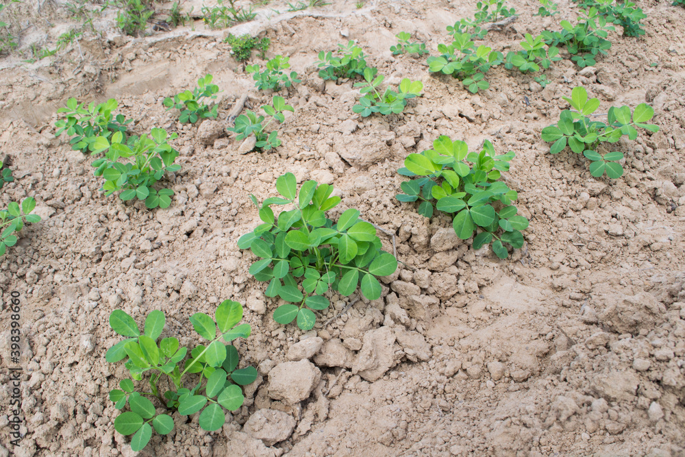 Peanuts grow from the ground with lush foliage. Peanuts grow from the ground with lush foliage.