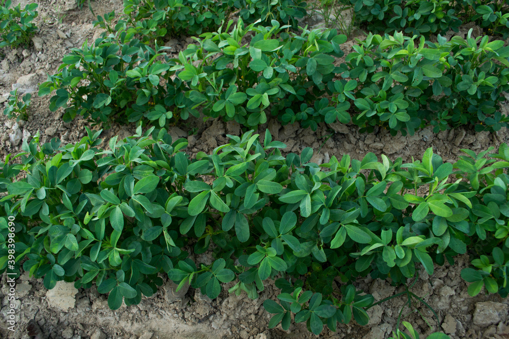 Peanuts grow from the ground with lush foliage. Peanuts grow from the ground with lush foliage.