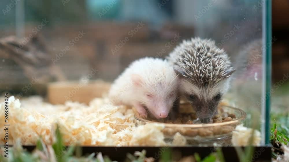Dwarf hedgehog on ground with blur background
Dwarf hedgehog on ground with blur background