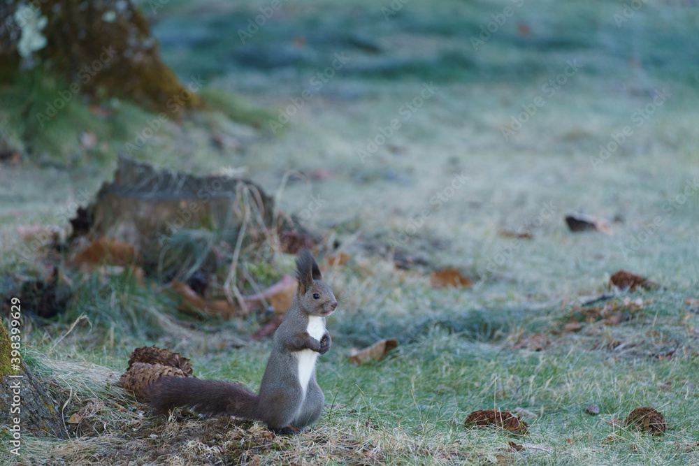 squirrel staring in the distance on the grass field in Hokkaido Japan