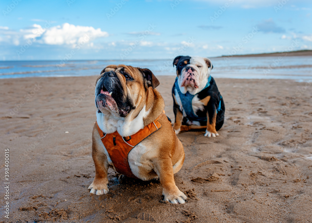 English Bulldogs sitting on seaside