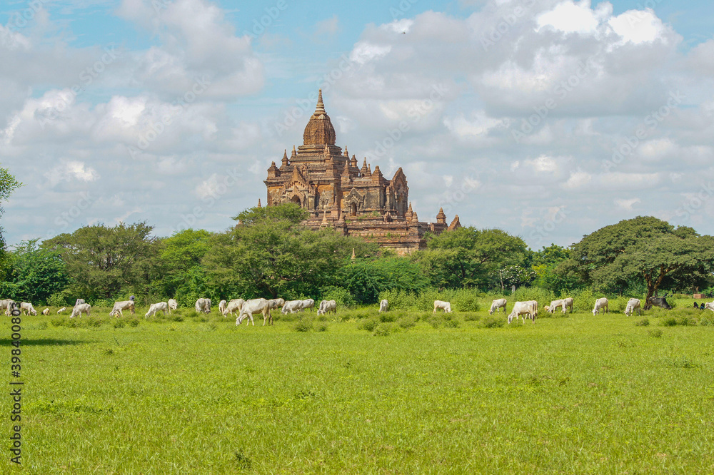 a large group of sheep in a field with Thatbyinnyu Temple in the background