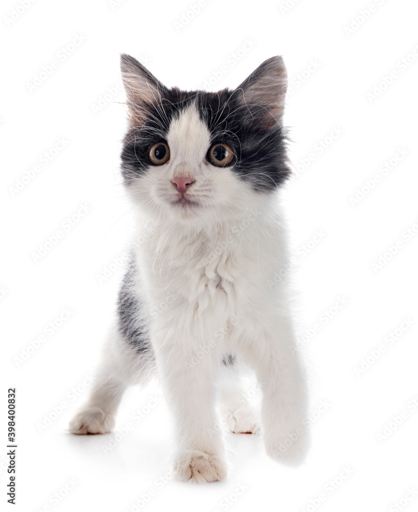 Obraz premium Kurilian Bobtail in studio