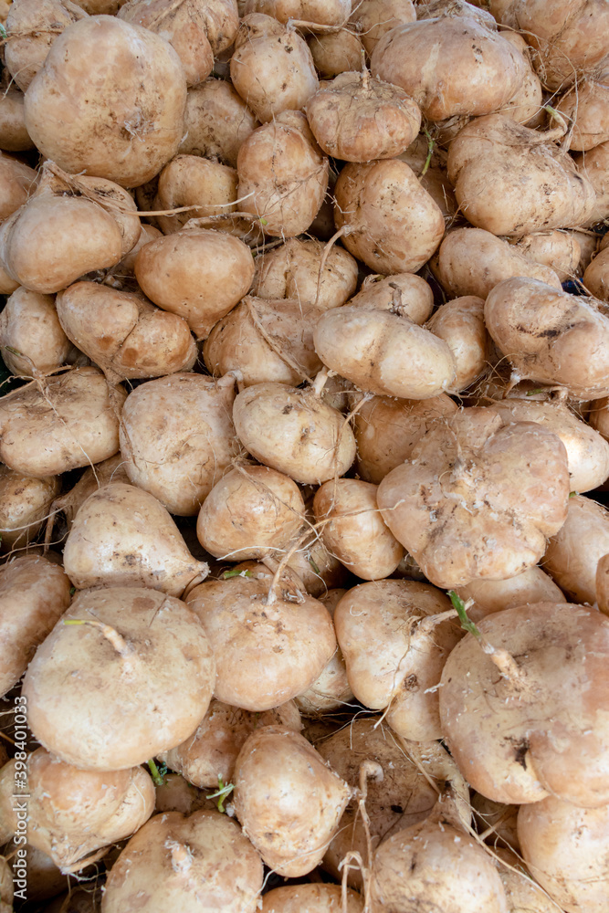 fresh water jicama in heap fresh water jicama in heap
