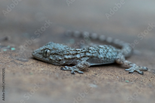 Closeup of a common wall gecko on a limestone wall in Malta with a blurry background photo