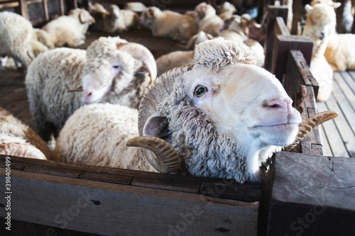 Feeding merino sheep by the wooden fence