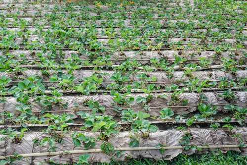 cultivate strawberry plant in the farm