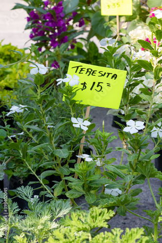 ornamental plants for sale with sign