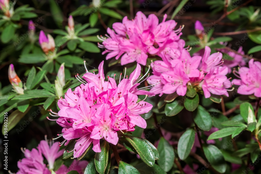 Indian Azalea (Rhododendron simsii) in greenhouse Indian Azalea (Rhododendron simsii) in greenhouse