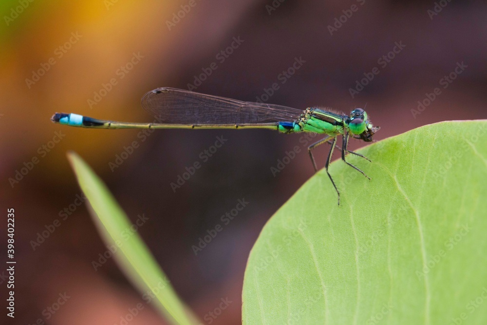 dragonfly on a green leaf dragonfly on a green leaf