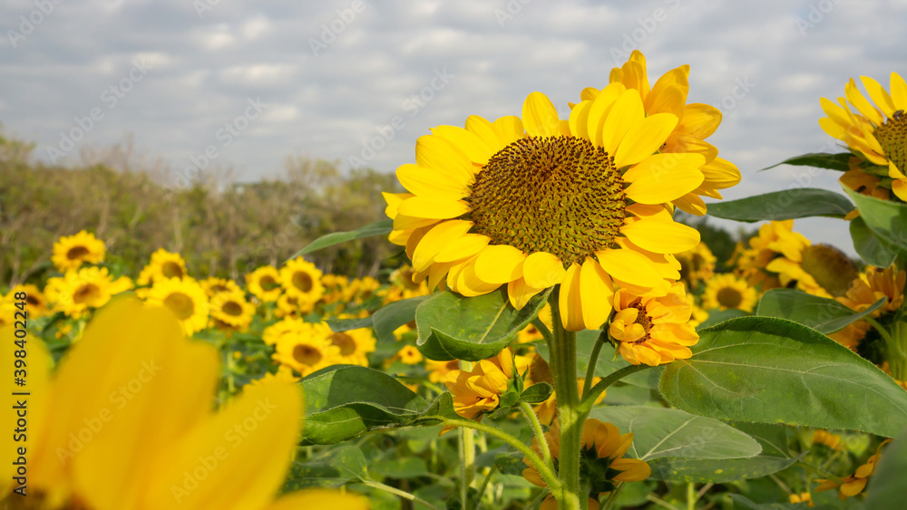 Field of sunflower plant, yellow petals bloom on green leaves in garden Field of sunflower plant, yellow petals bloom on green leaves in garden