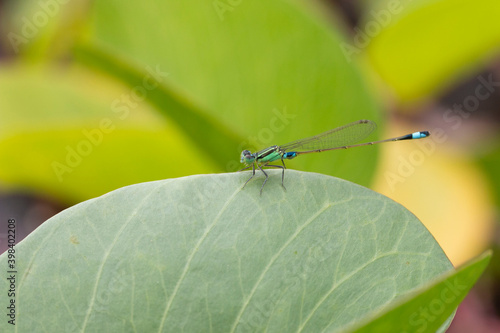 dragonfly on a green leaf © armifauzi