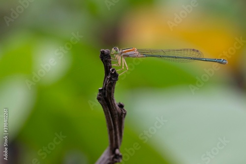 Wallpaper Mural blue dragonfly on a green leaf Torontodigital.ca