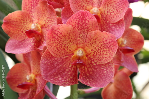 Orange orchid flower