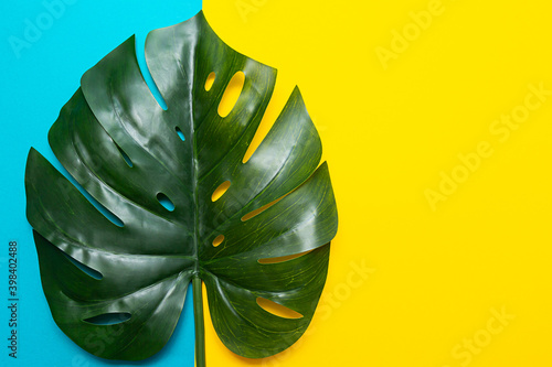 Tropical background. Monstera palm leaf on yellow bright background.