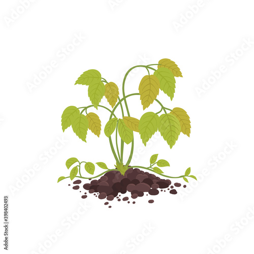 Withered plant. Care for houseplants. Reasons dried. Vector flat illustration.