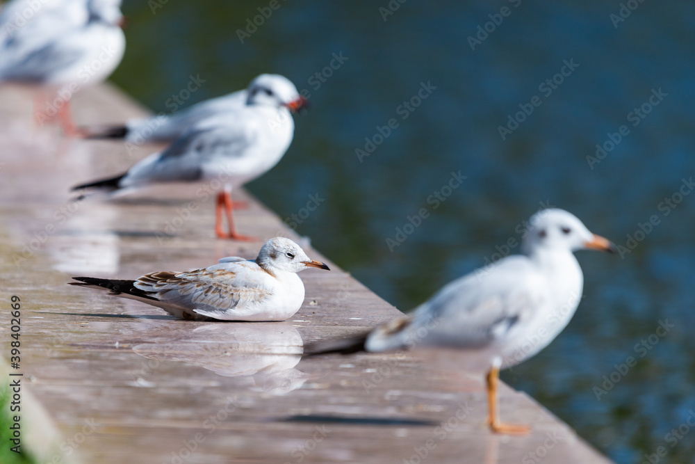 Seagulls are birds in the family Laridae Seagulls are birds in the family Laridae