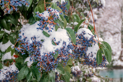 Broad-leaf Privet (Ligustrum lucidum) in park, Abkhazia photo