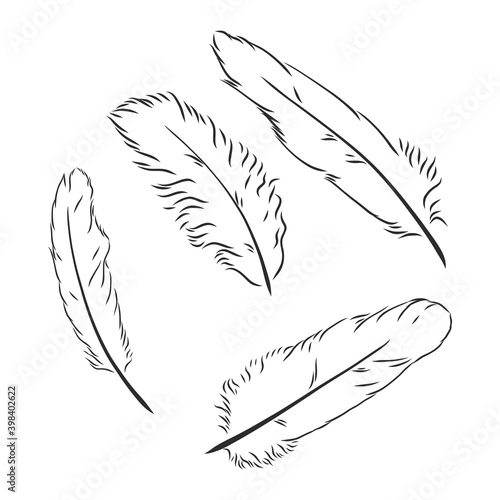 hand drawn feathers on white background. the feather of a bird sketch vector illustration