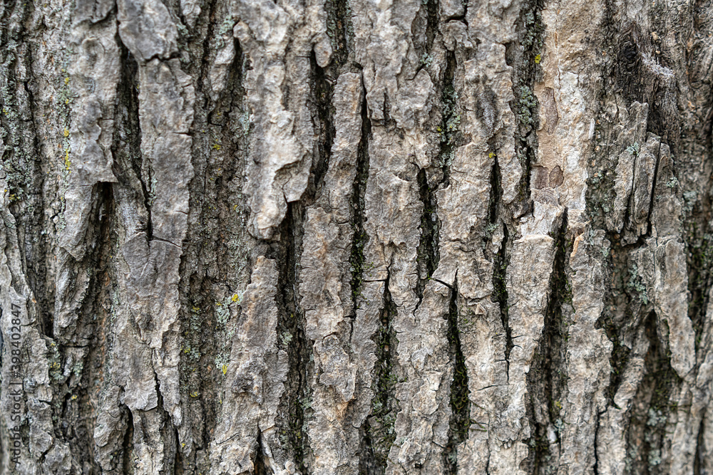 Natural background with tree bark texture. Natural background with tree bark texture.