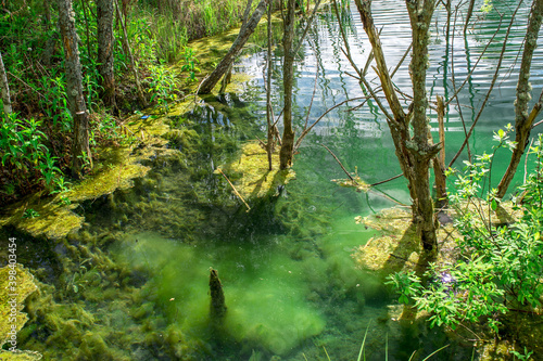 Fototapeta Naklejka Na Ścianę i Meble -  Accumulation of various algae in clear clear water in the coastal zone of the reservoir. Background