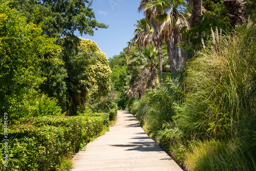 Pampas Grass or Cortaderia selloana or Cortaderia Cello or Cortaderia dioecious next to the walking path in the park © rostovdriver