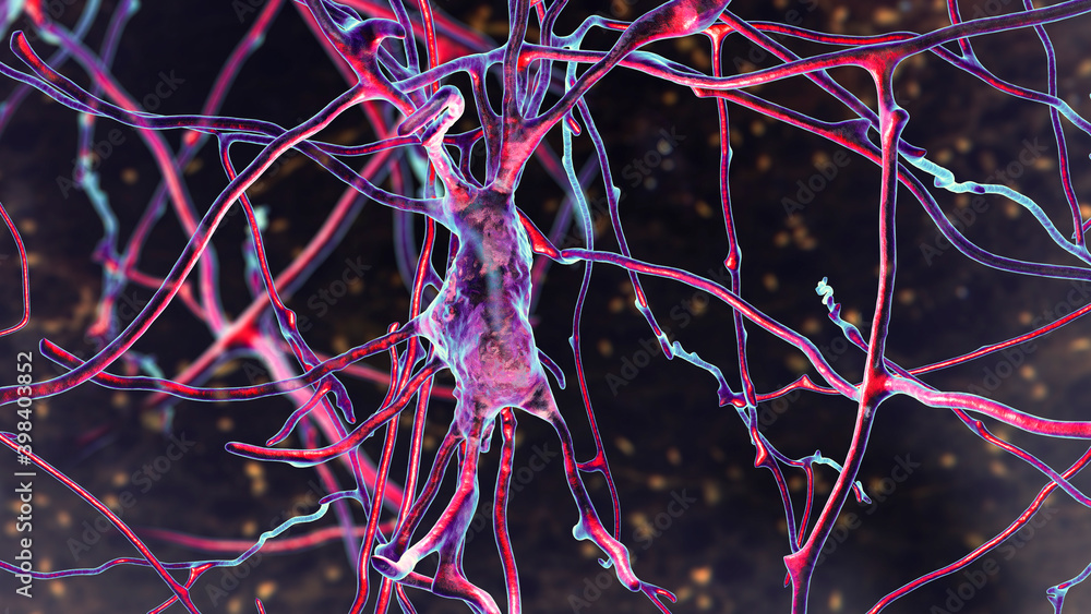 Neurons, brain cells, located in the pons of the human brain Stock ...