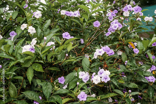 Yesterday-today-and-tomorrow (Brunfelsia pauciflora) in park, Nicaragua photo