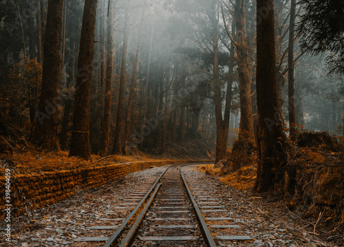 Beautiful view of old train tracks in a forest in Alishan, Taiwan photo